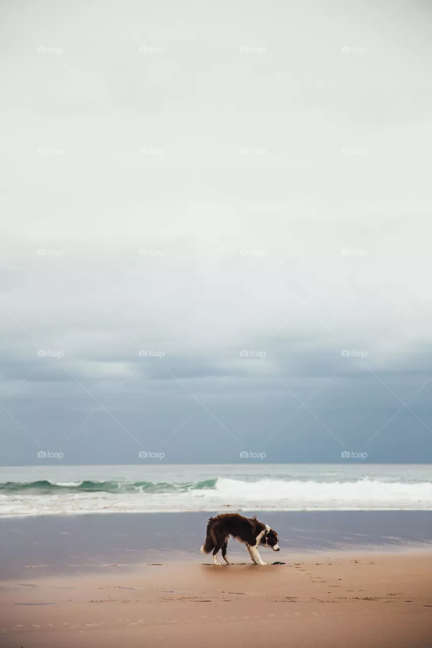 puppy at thé beach