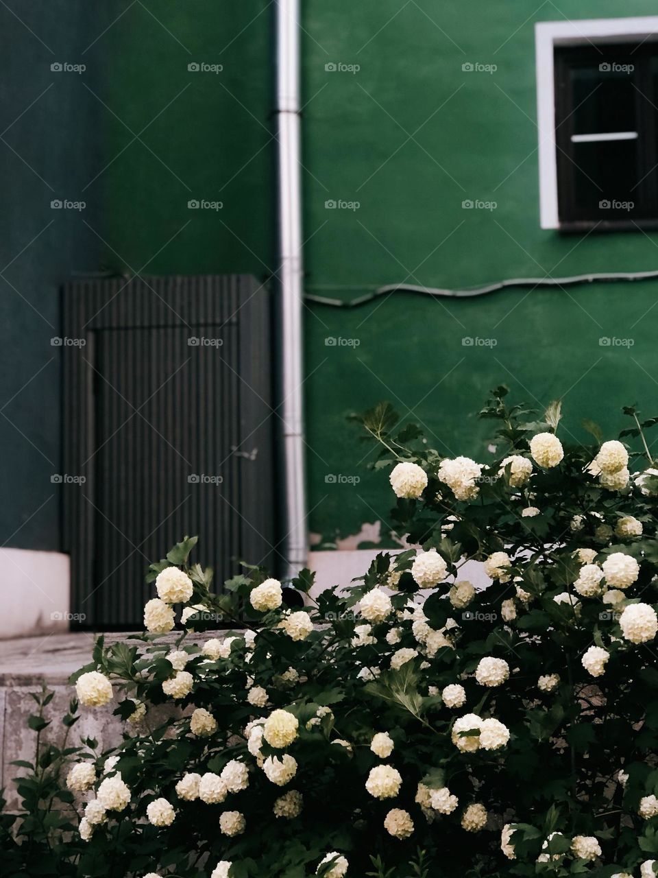 Bunch of beautiful white hydrangea on green background, nobody 