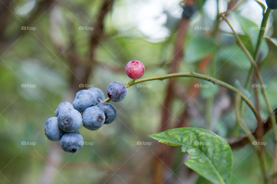 Fresh on the branch 