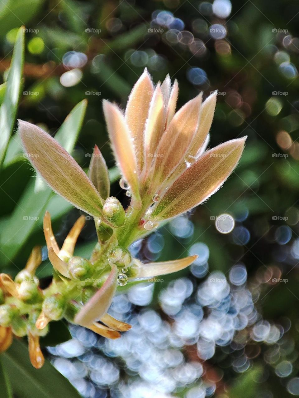 Bottle brush leaves