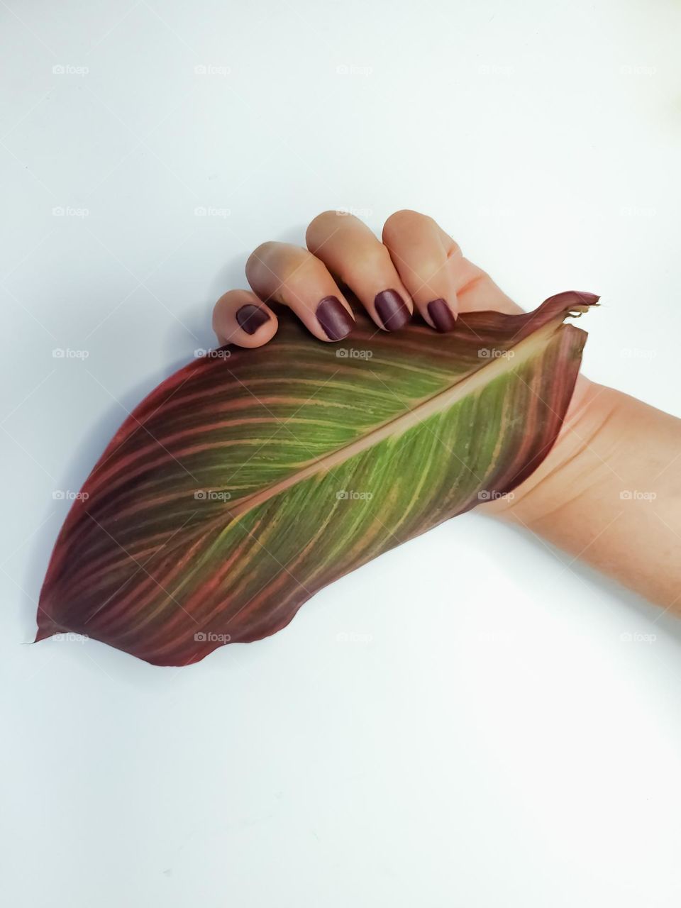 Matte suede nail polish manicure - holding a matching tropicana canna leaf against a white background.