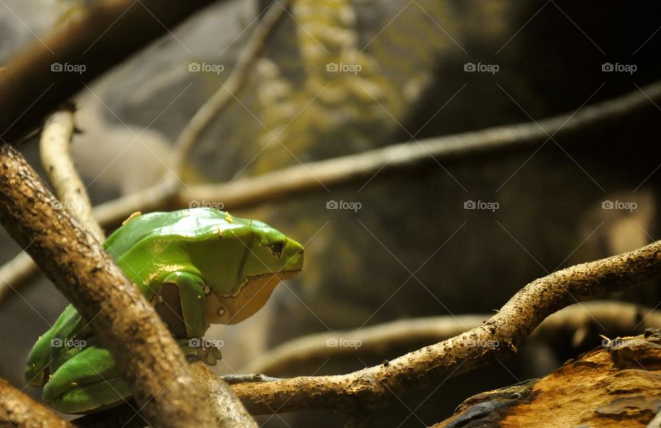 frog group1 by refocusphoto