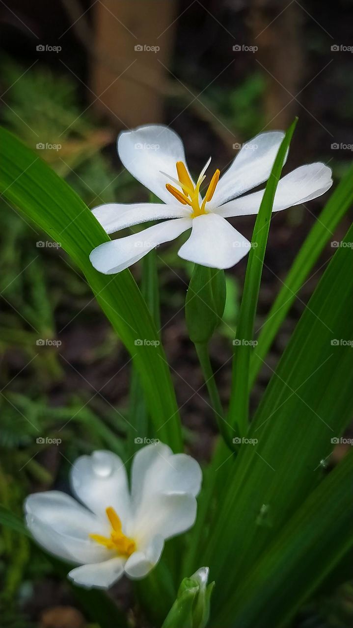 white flowers