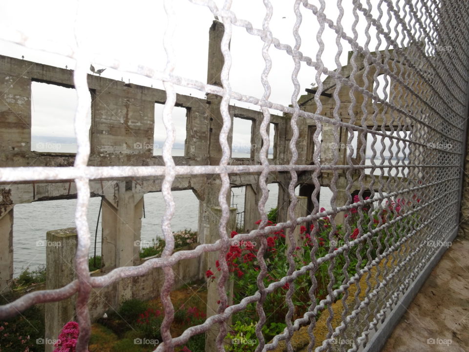 Looking through a steel fence to find a beautiful view of pink and red flowers and an old skeleton of a building on Alcatraz Island, San Francisco, California.