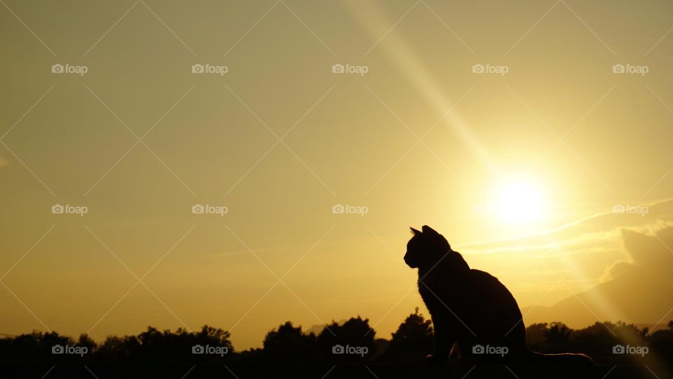 Sunset#cat#animal#silhouette