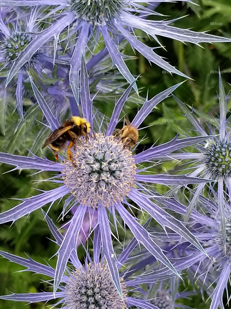 Bees pollinating a purple flower