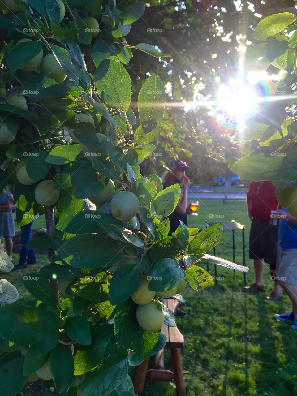 Plum Tree Sun Catcher