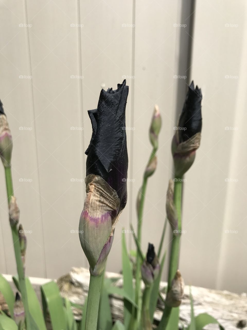 Close up black iris buds