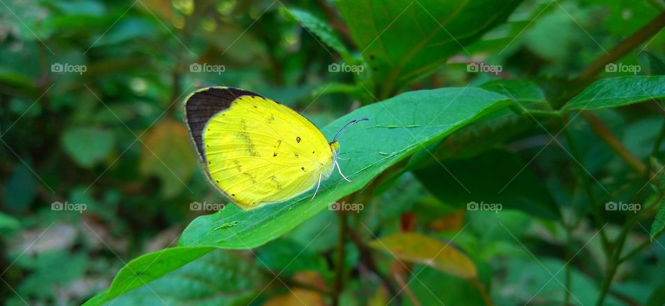The yellow butterfly perched on the leaf looks beautiful
