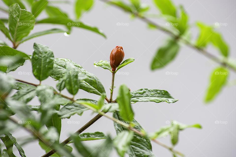 Red flowers of the Punica granatum on the tree and the water droplets on the leaves.