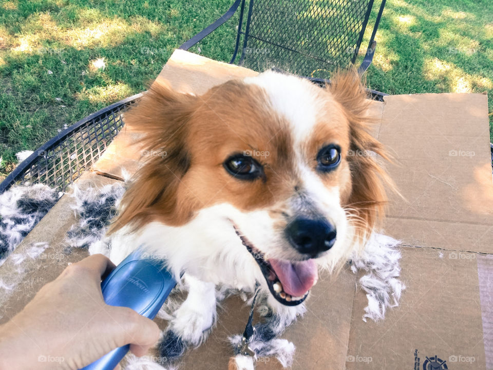 Women Grooming her Dog