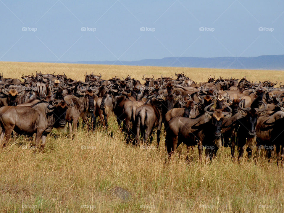 Wildebeest migration