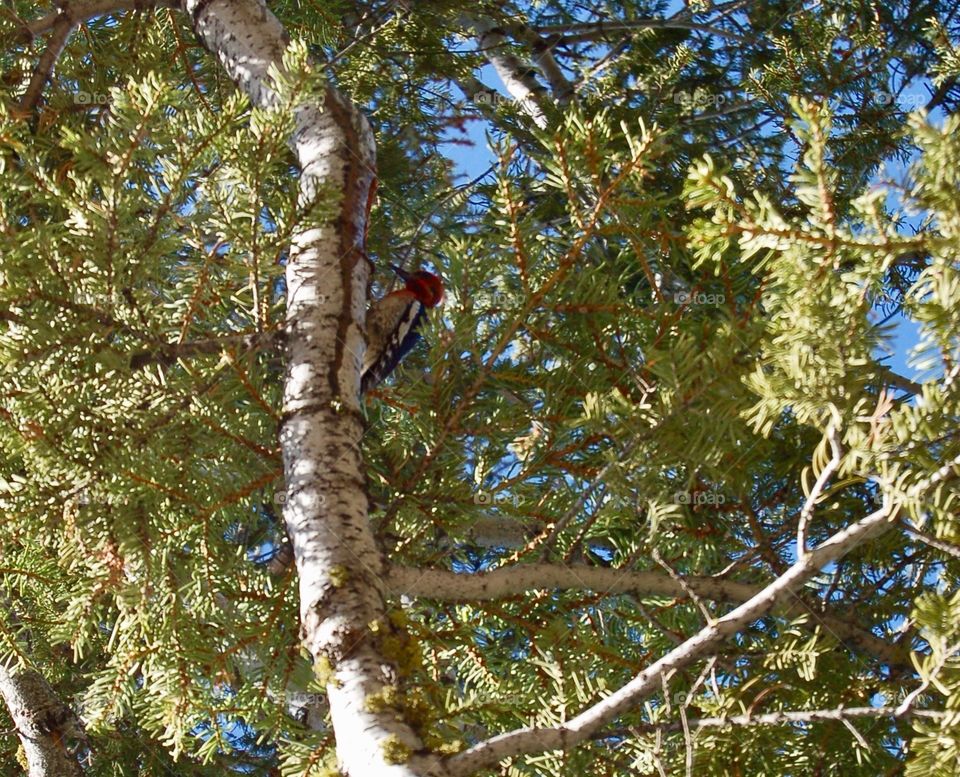 Woodpecker In Tree