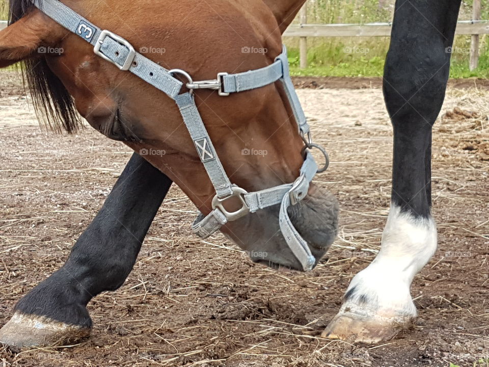 A horse head