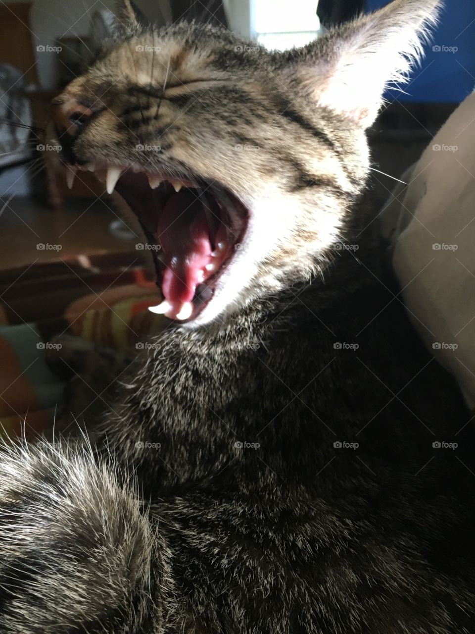 Yawning kitty. Look at those sharp teeth