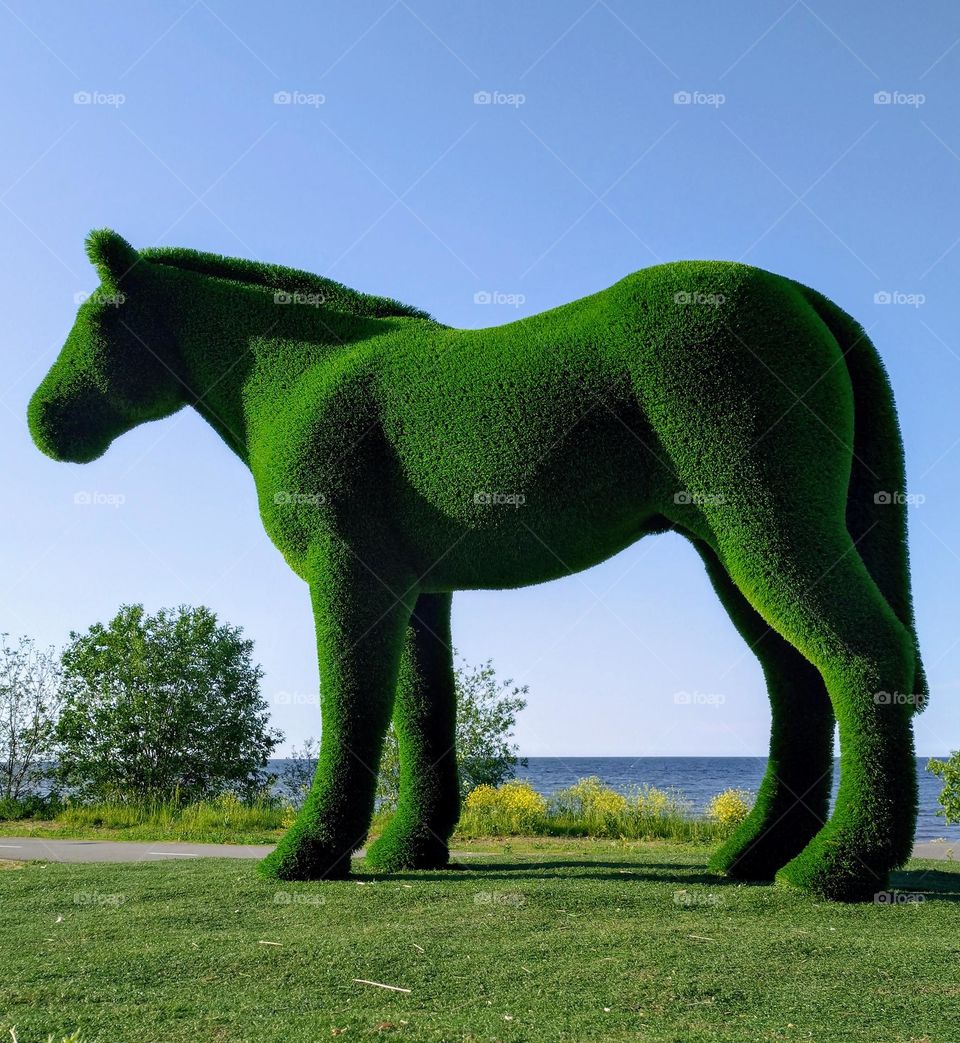 Green horse