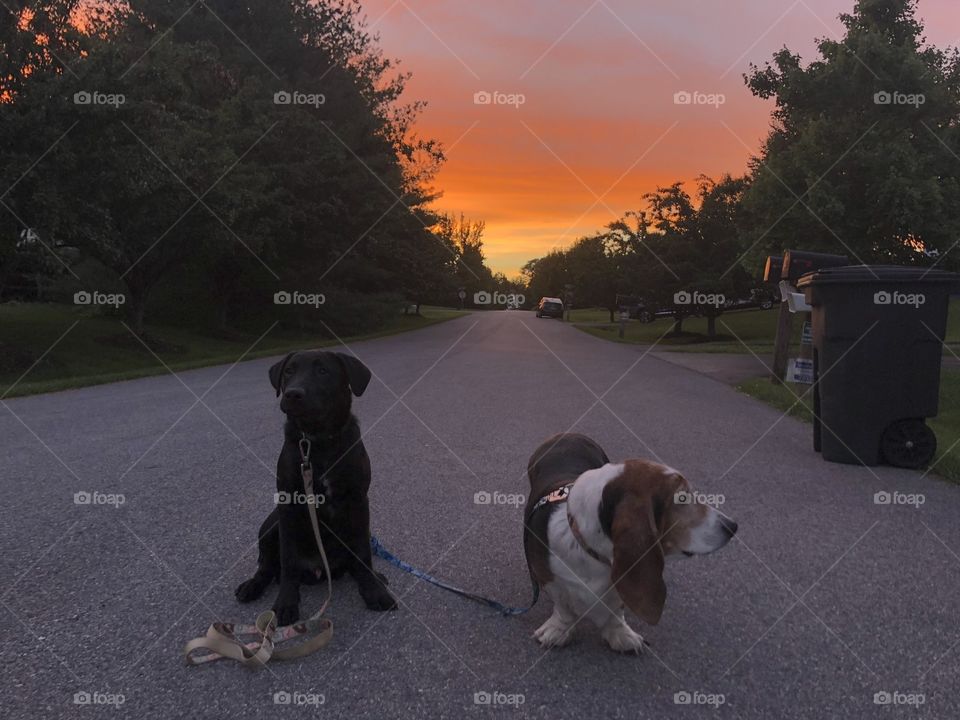 Dogs at sunset