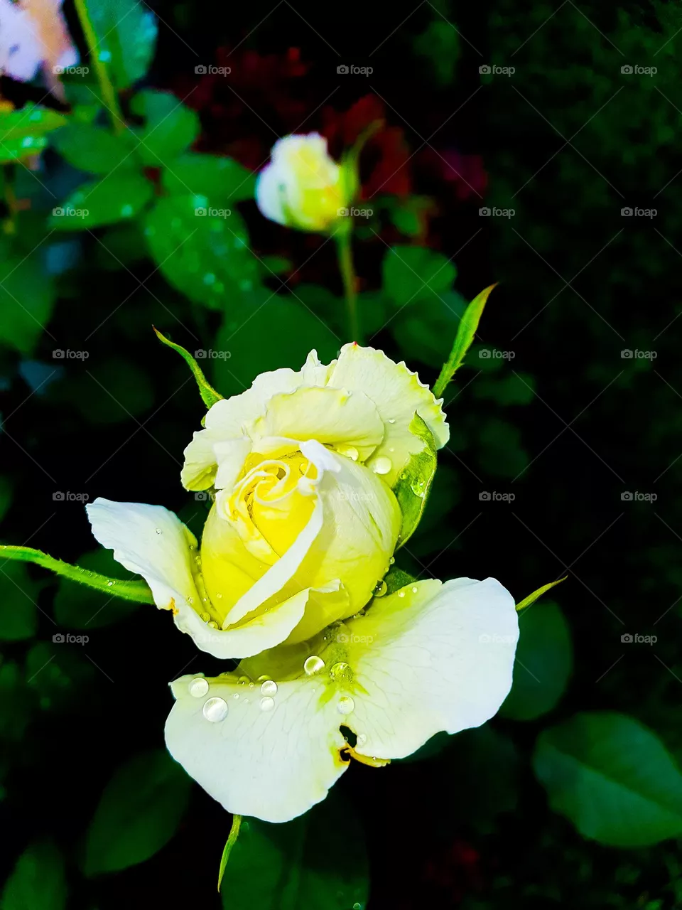 rose