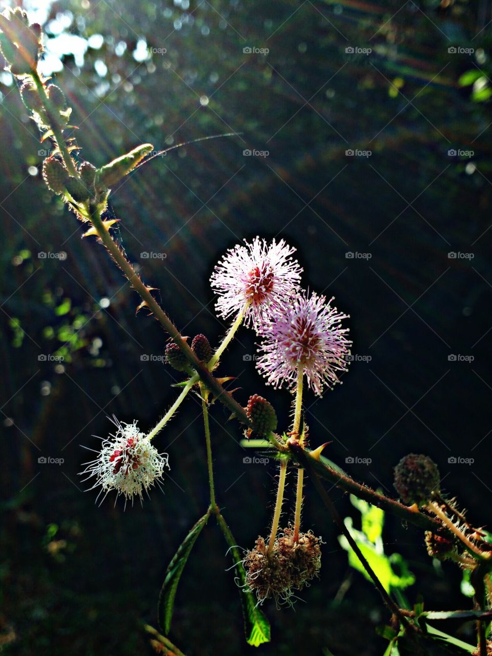 flowers of touch me not plant