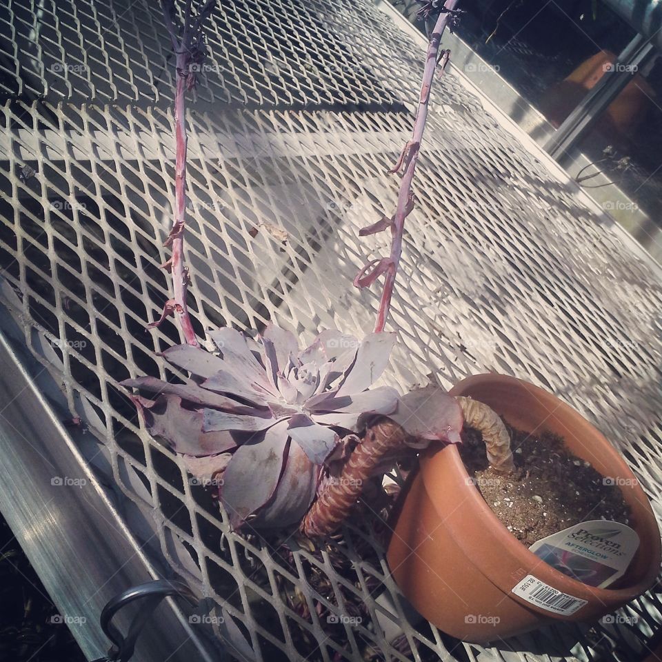 "Rooted Escape."
My friend and I discovered a plant trying to escape its pot at my family's Greenhouse while we were working over our Spring Break in Highschool.