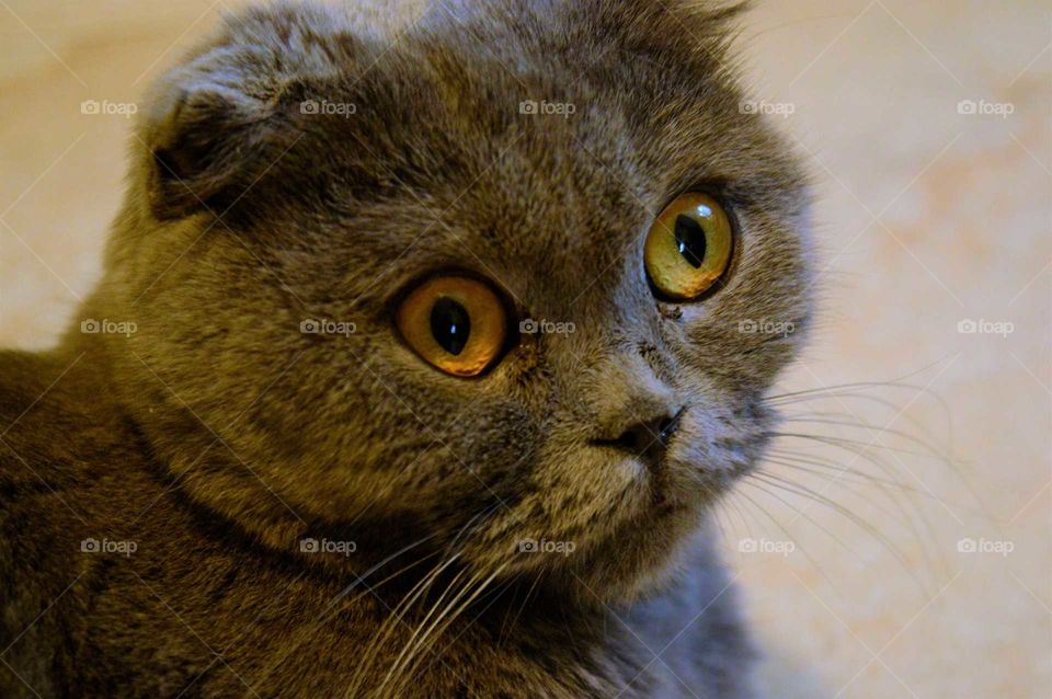 Close-up of british shorthair cat