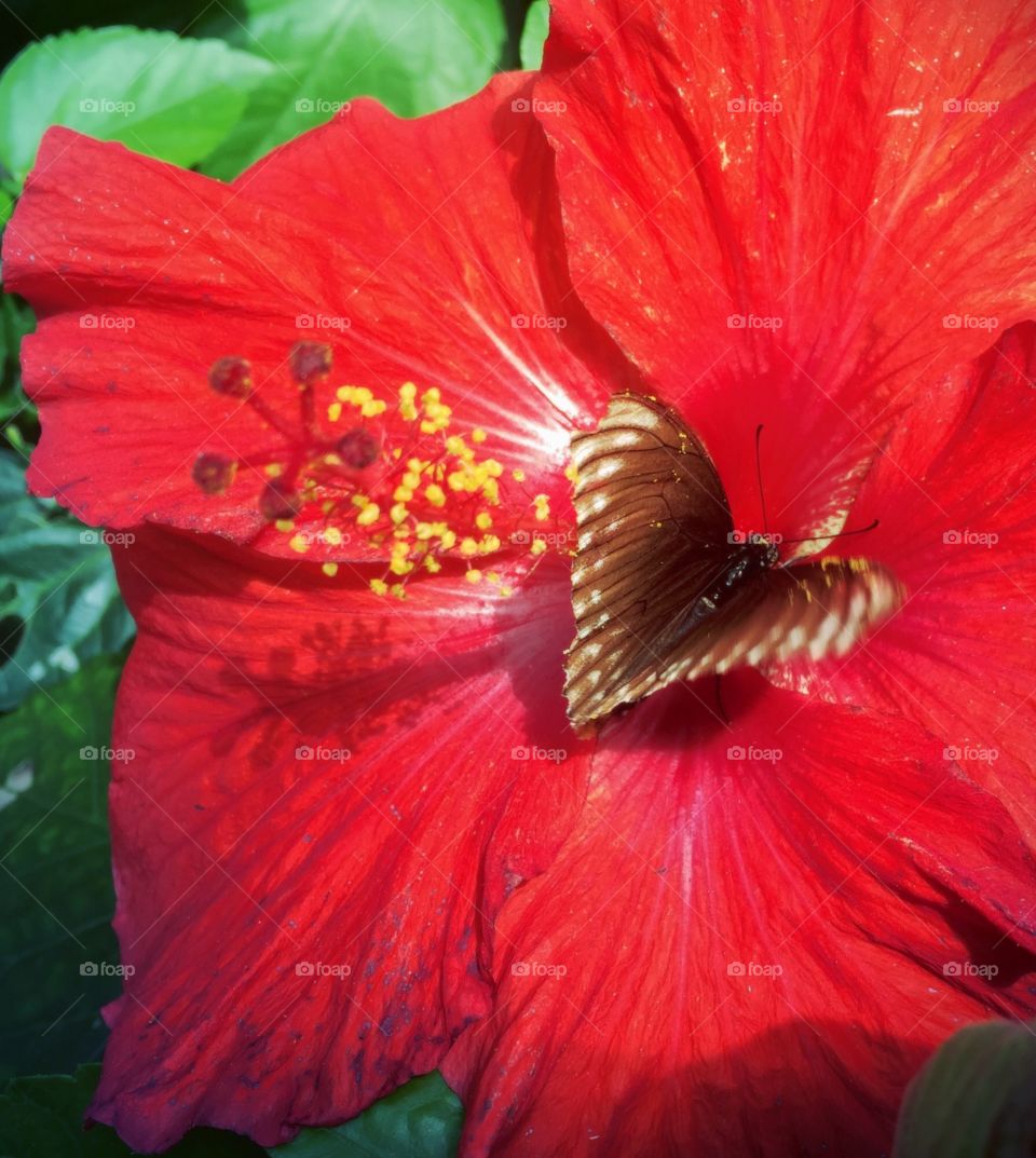 In the heart of flowers