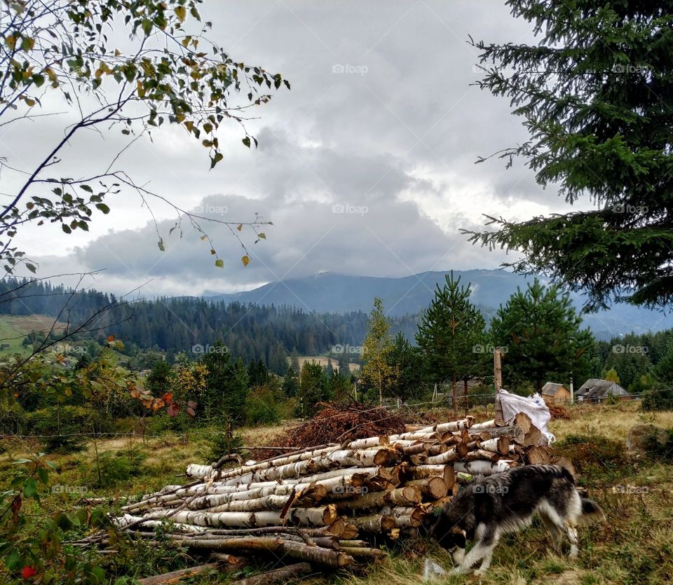 The dog, woods, mountains and the clouds. Ukrainian village in the Carpathians.