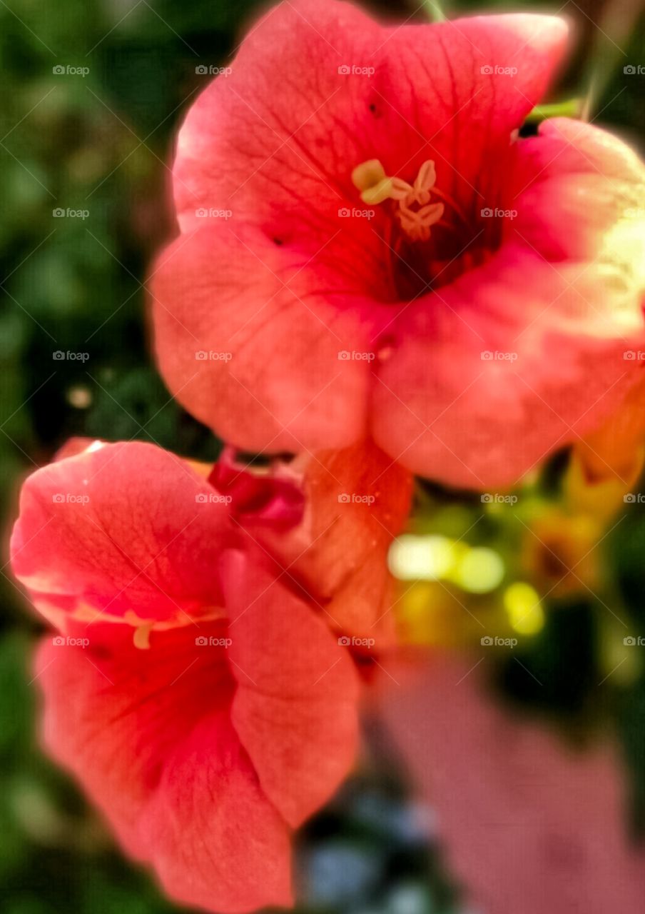 A couple of lonely hibiscus flowers