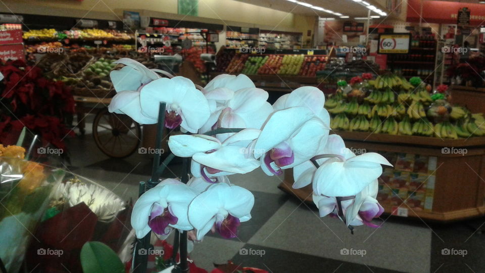 Flowers in Grocery Store