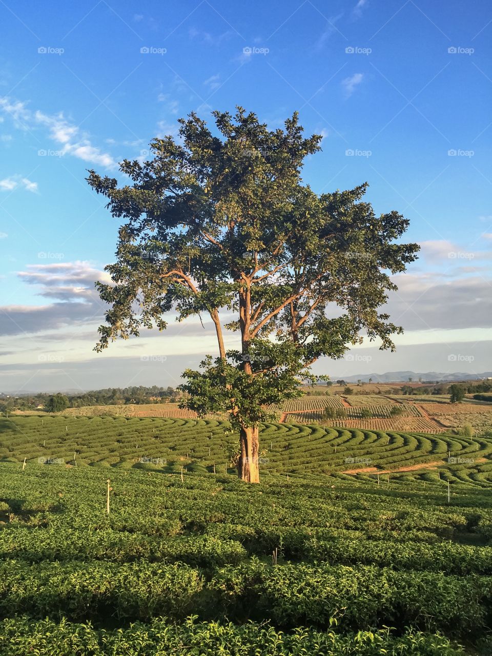 One last stand tree among Tea Plantation