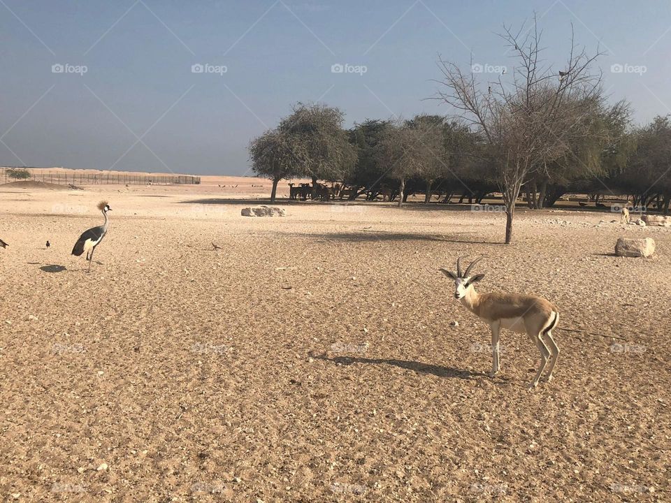 Sir Baniyas Island reservation