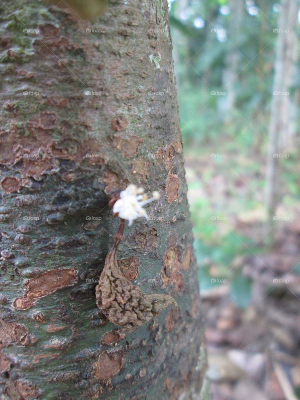 Cynometra cauliflora