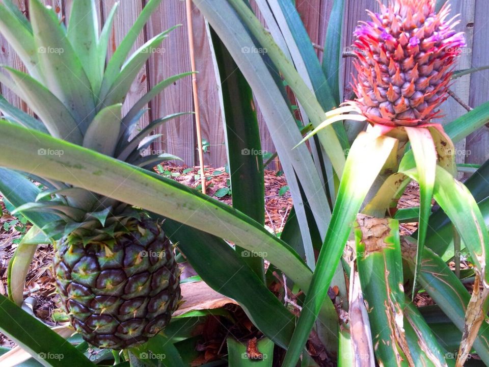 Florida pineapples