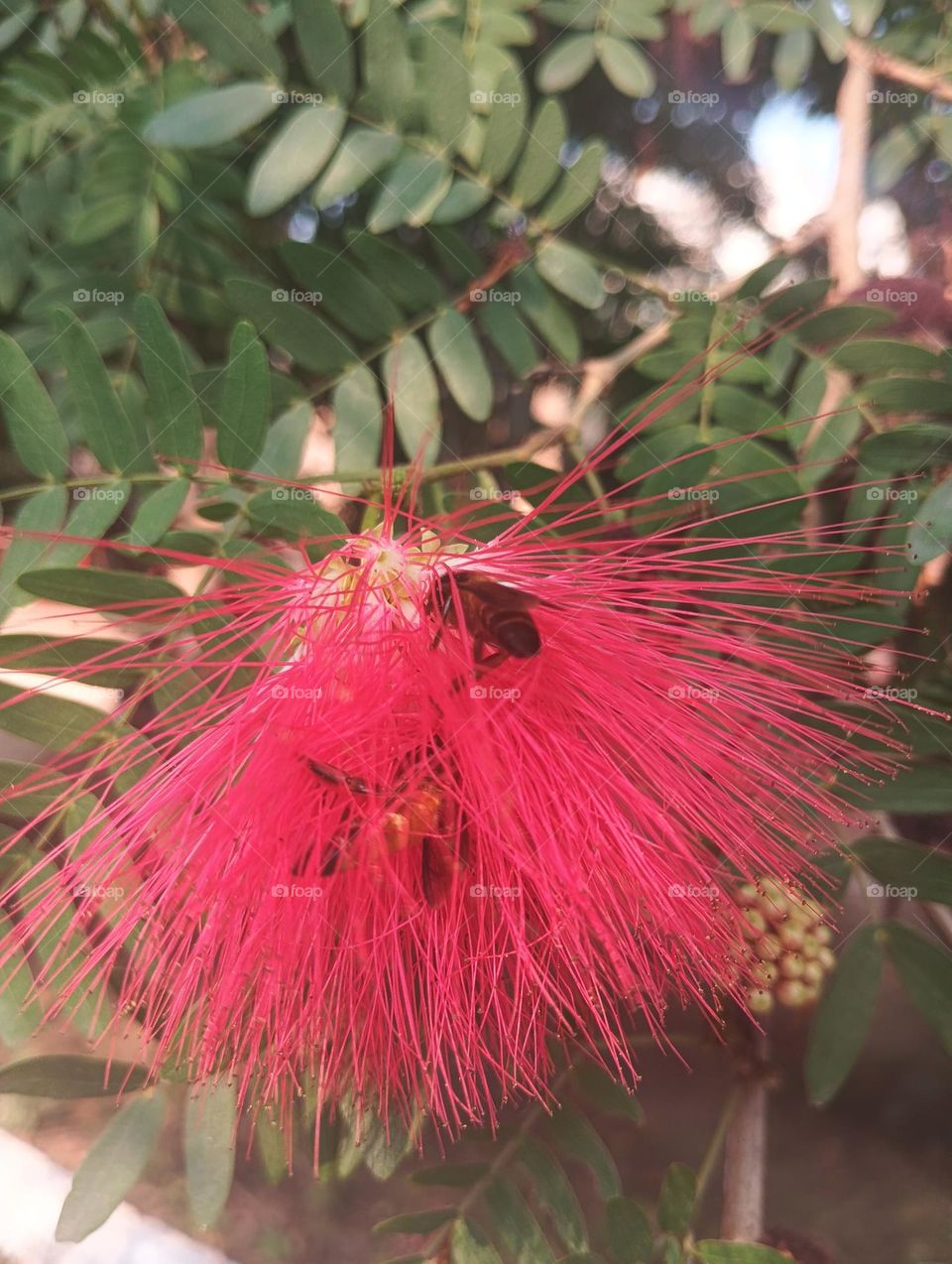 honey bees 🐝 find food and they so happy