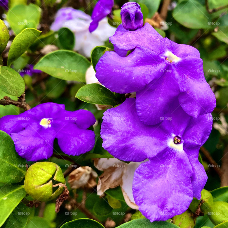 🌹 🇺🇸 Very beautiful flowers to brighten our day.  Live nature and its beauty. Did you like the delicate petals? / 🇧🇷 Flores muito bonitas para alegrar nosso dia. Viva a natureza e sua beleza. Gostaram das pétalas delicadas? 