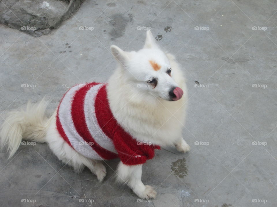 funny image of my cute pet dog.