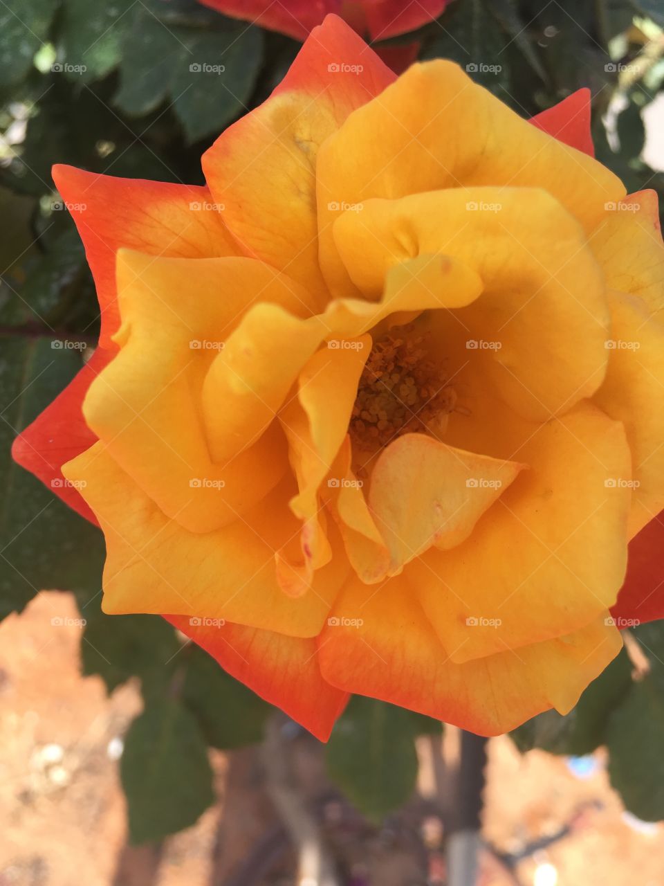 Orange and yellow Roses at rose park 