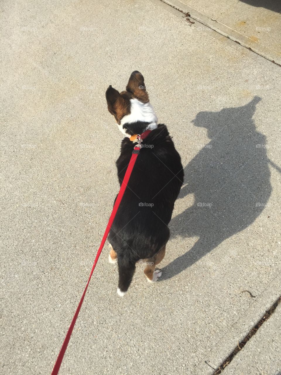 Shadow dog. A dog and a shadow.
