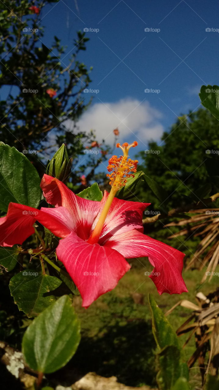 HIBISCUS FLOWERS NATURE