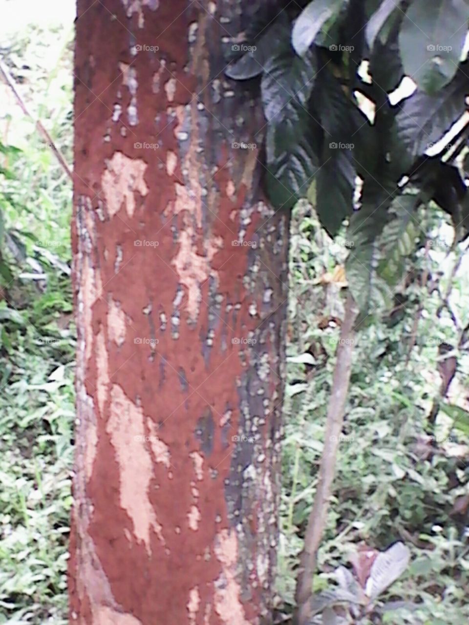 tree bark