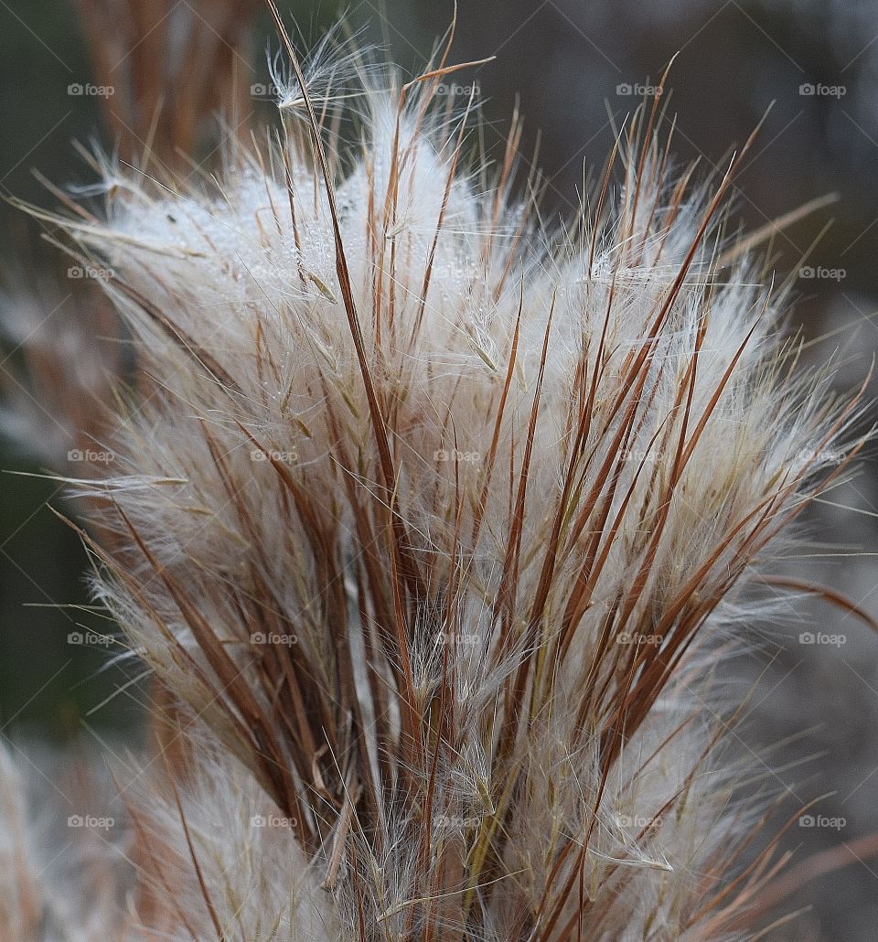 Tall grass 