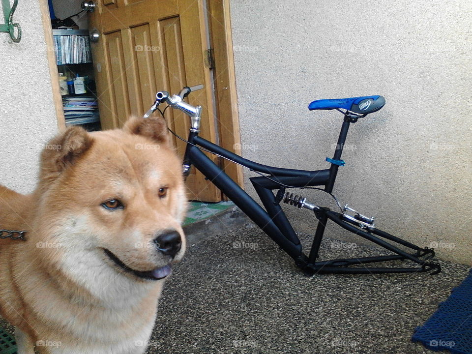 dog bike dog