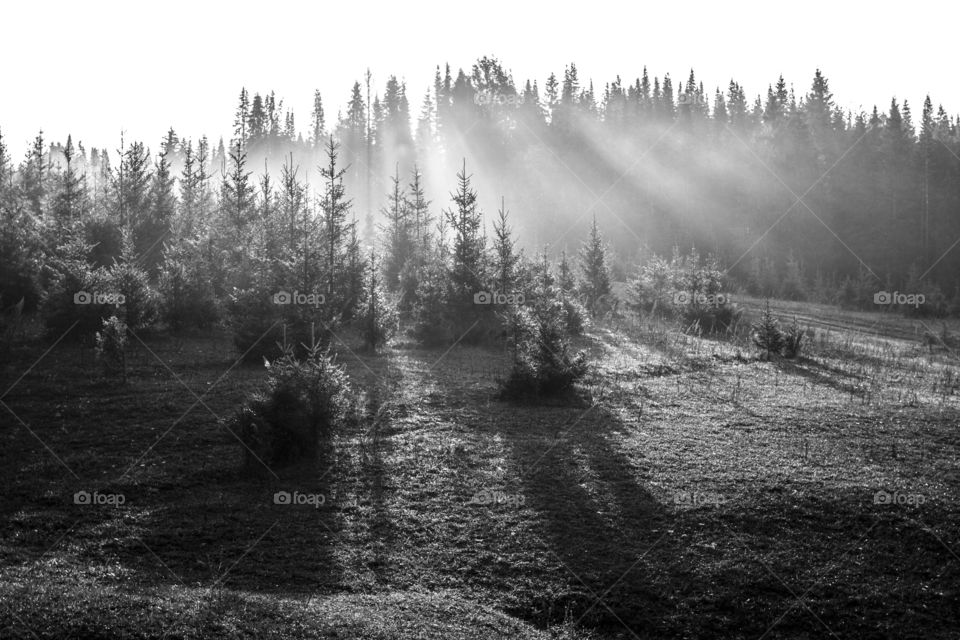 Foggy sunrise in the wood