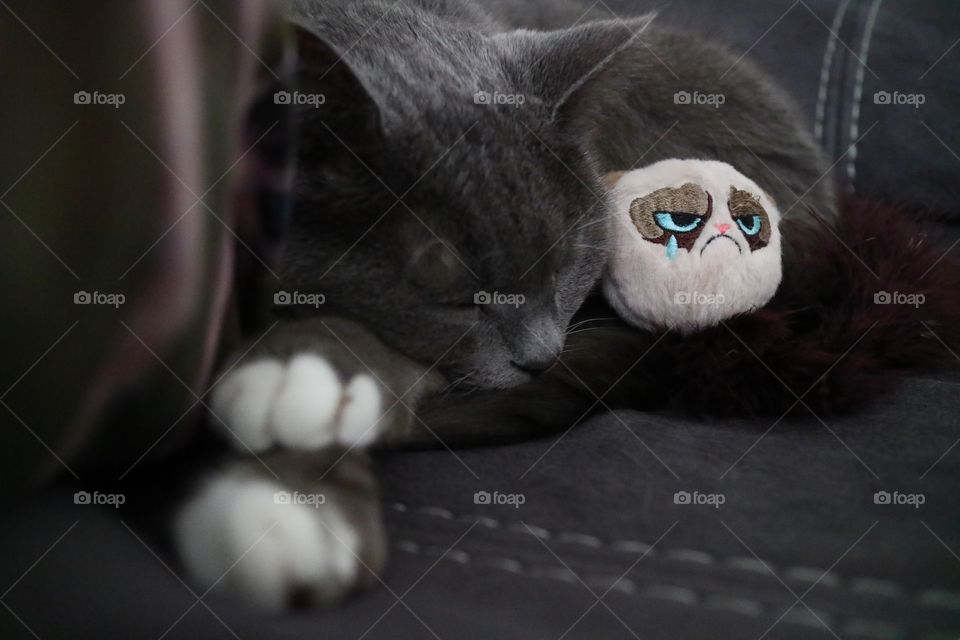 Cat sleeping whit her favorite toy