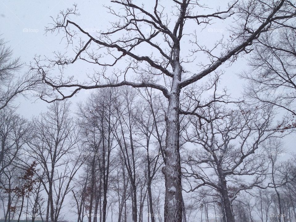 Winter Trees
