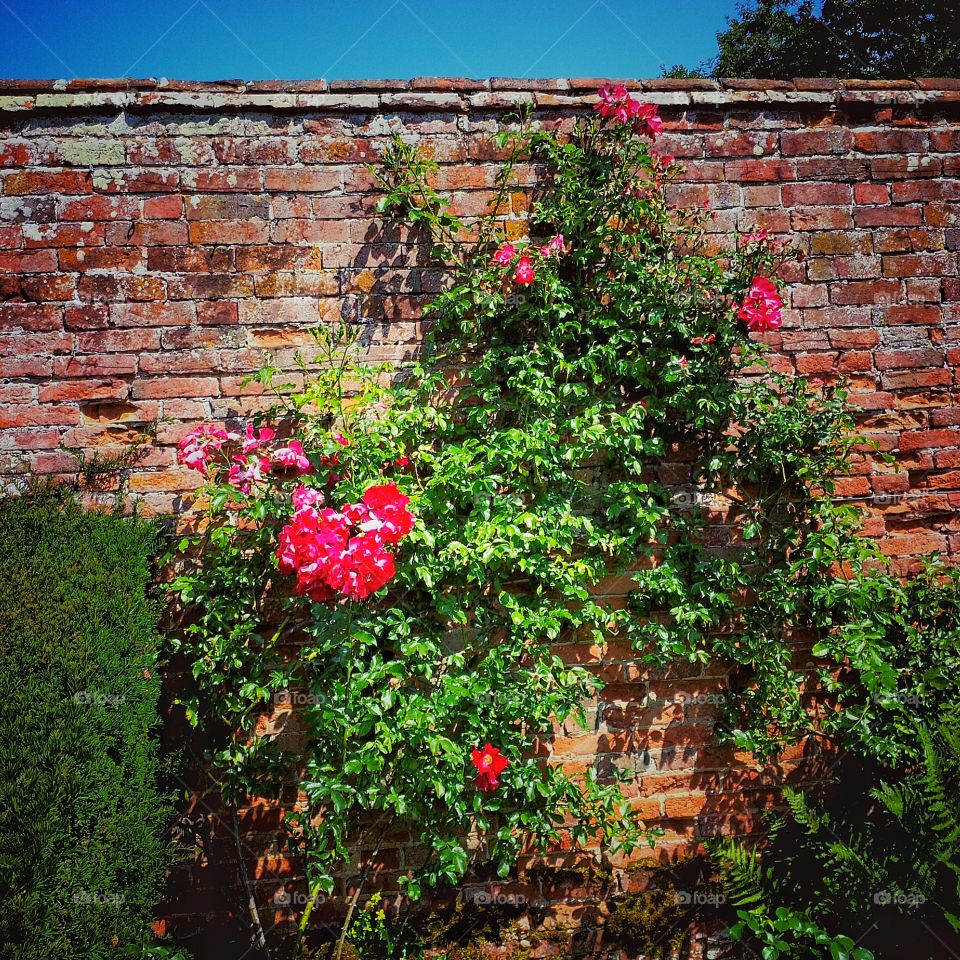 Garden. Old walled garden