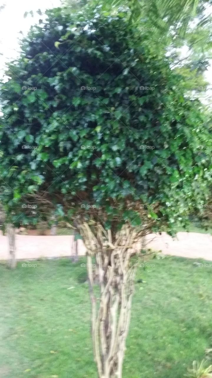 garden tree1
