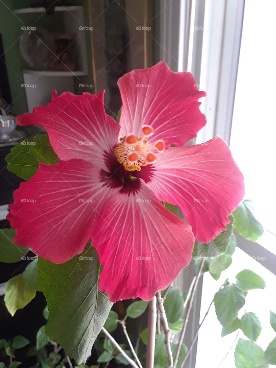 Pink Hibiscus