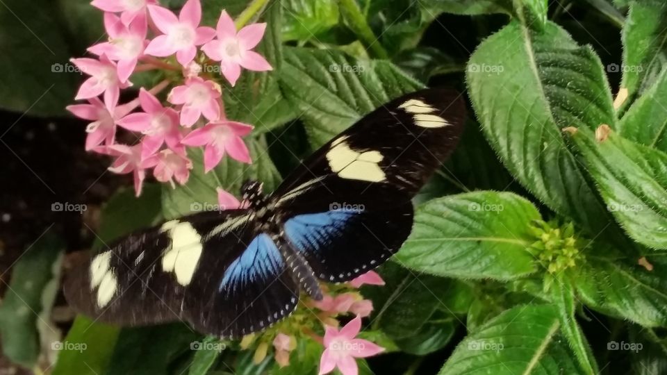Carefree Summer Butterfly