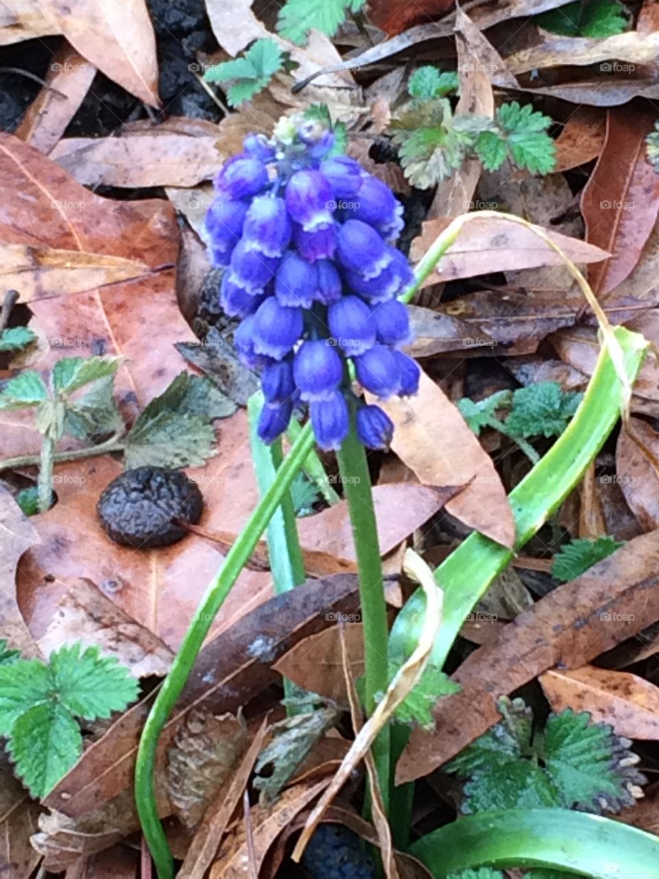 Close- up of grape hyacinth